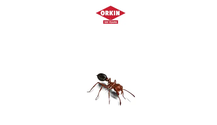 Orkin multi-step form screen 6: a short animated transition after the pest is chosen